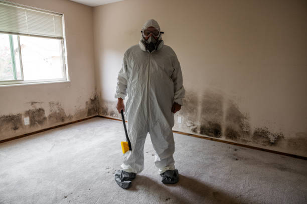 Best Mold Prevention Services  in Dequincy, LA